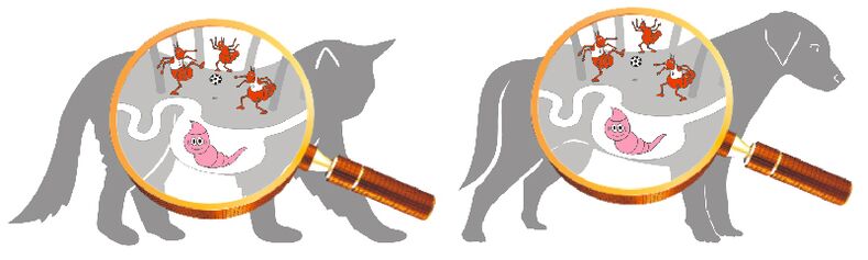 Cause di parassiti nel corpo