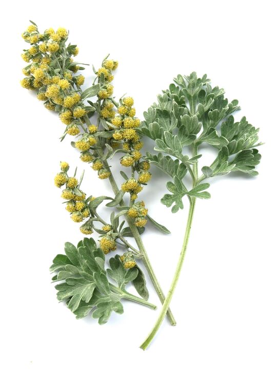 Wormwood nella droga